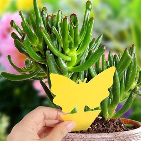 🪴 Sticky Pest Trap —Bright Yellow Attracts & Traps Flying Insects, Non-Toxic & Odorless, Protects Your Plants